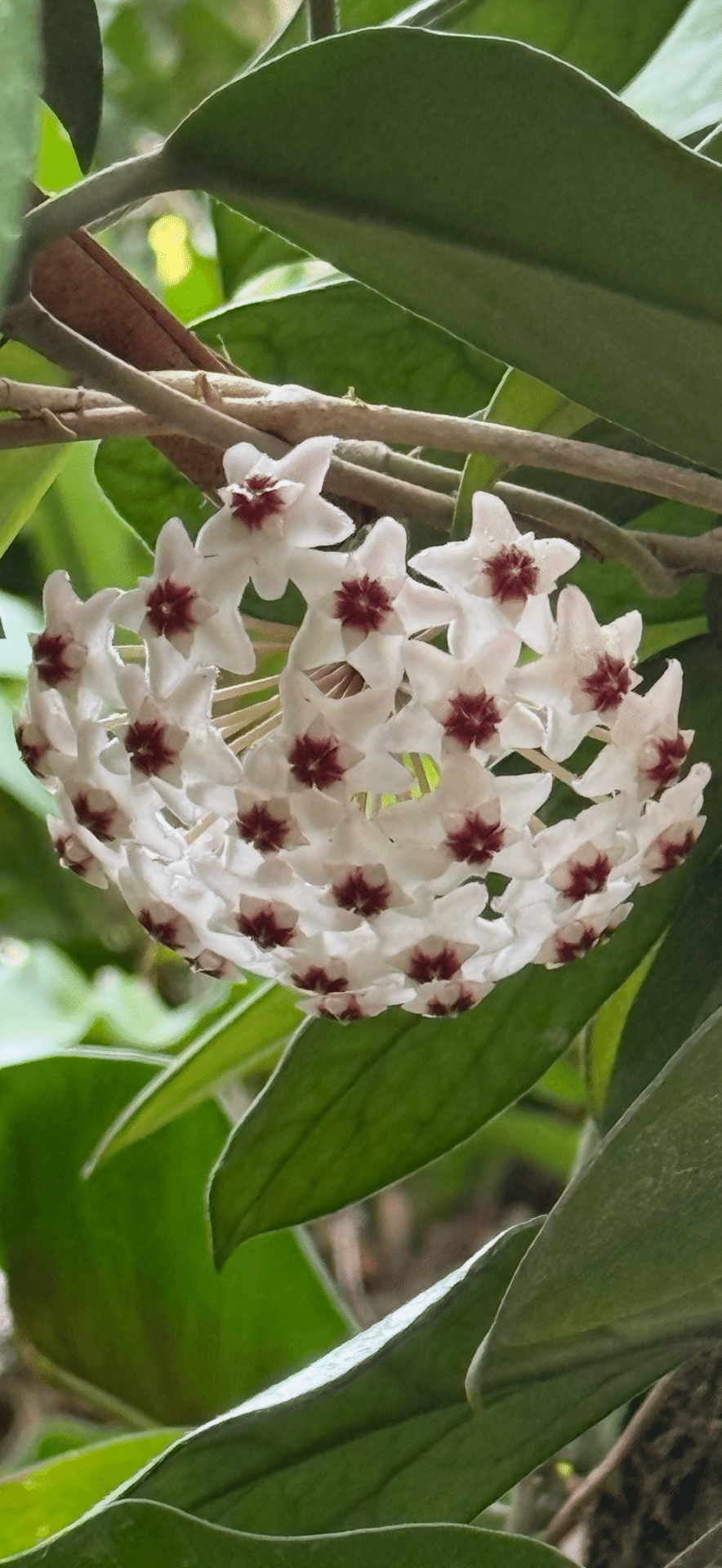 サクララン 真下に円形状に咲く多肉植物特有の美しい花姿｜EGGSEED