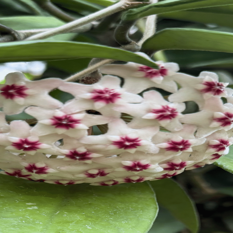 サクララン 真下に円形状に咲く多肉植物特有の美しい花姿｜EGGSEED