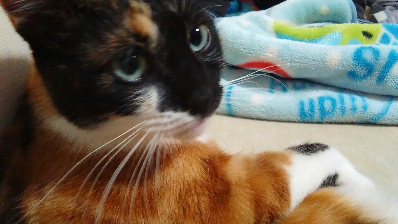 猫のひげ ボンボン Note