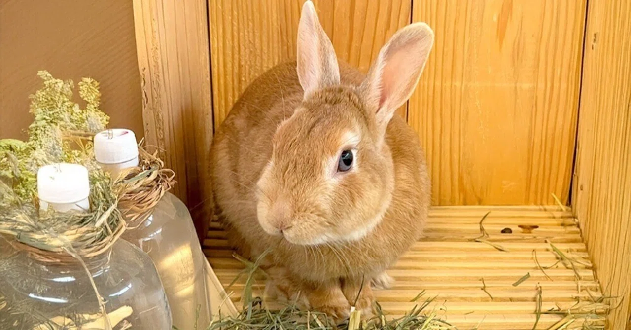 これは助かる！…いろいろな牧草を一度に試せます…牧草王国さんの「お