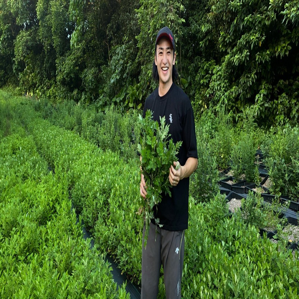 ヨモギは世界400種類以上！沖縄よもぎ「フーチバー」は最強の抗酸化