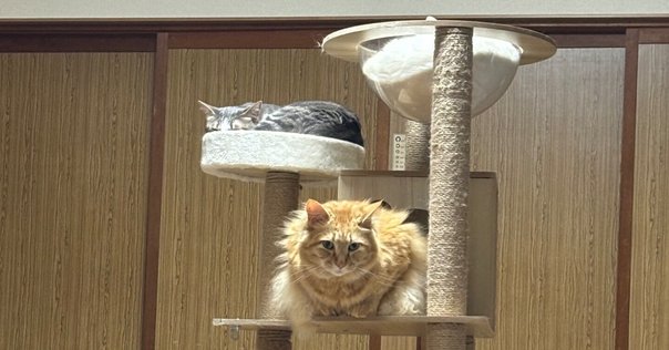 Cat's工房　キャットステップ三日月型小 2個口セット Cat's工房 キャットステップ三日月型小 2個口セット - メルカリ