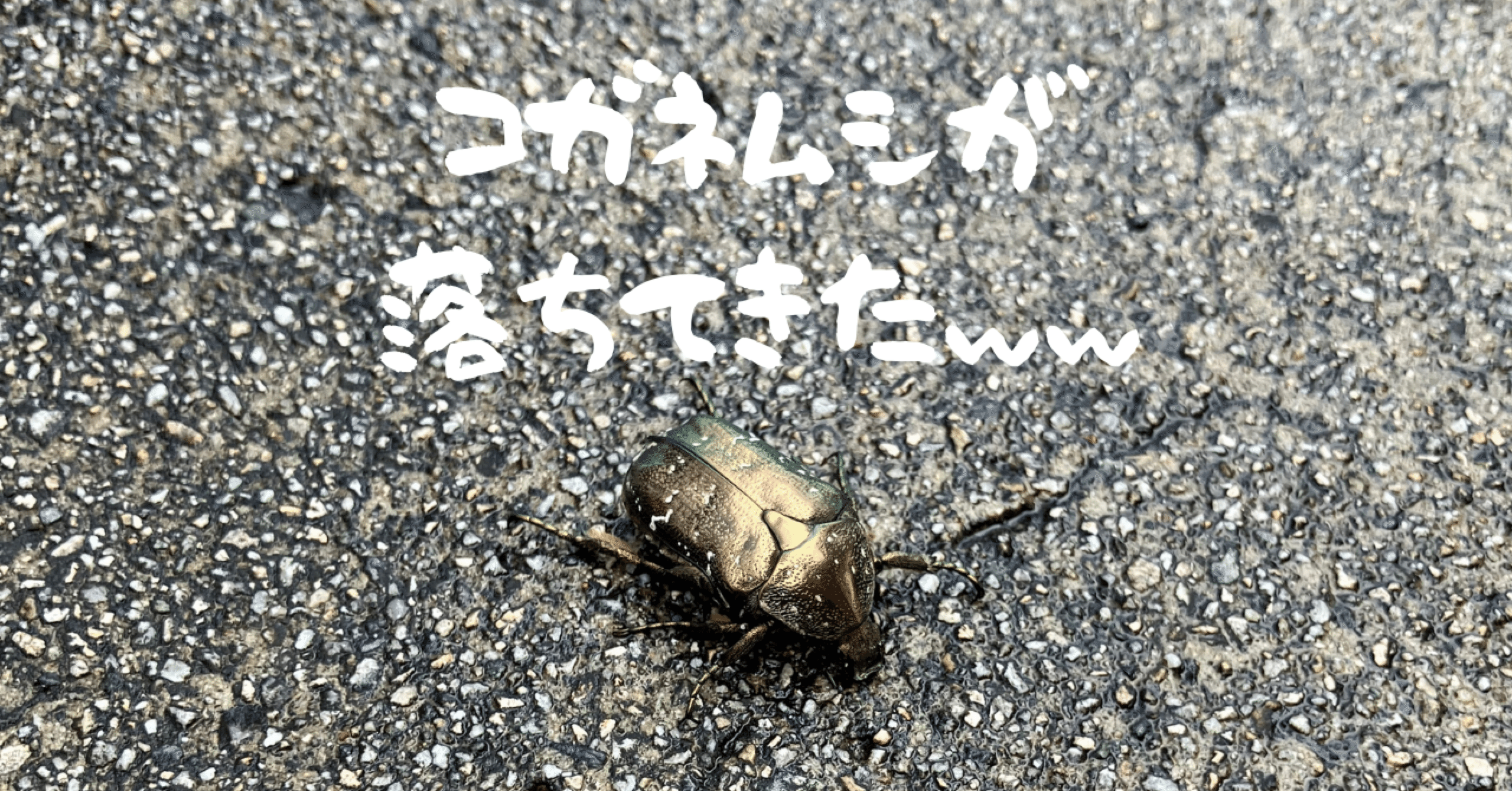 黄金虫が落ちてきた｜金運が良いのか？悪いのか？｜3回連続で虫