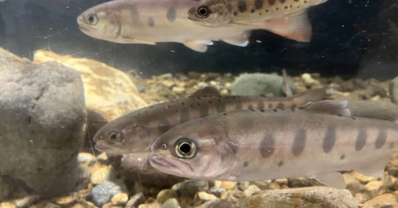 ヤマメはなぜ川の流れに逆らうのか？｜北里アクアリウムラボ