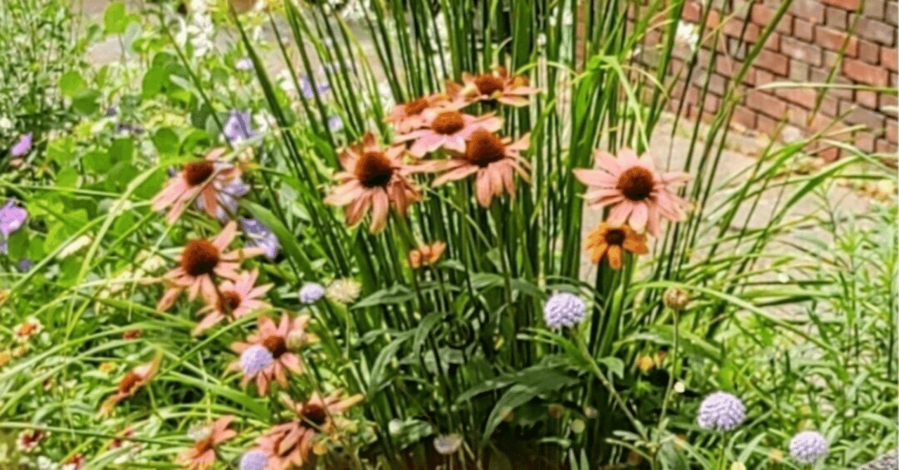 🇮🇹🇯🇵【Sfondi rilassanti per smartphone】Echinacea🌼 Davanti al Nishimura ...