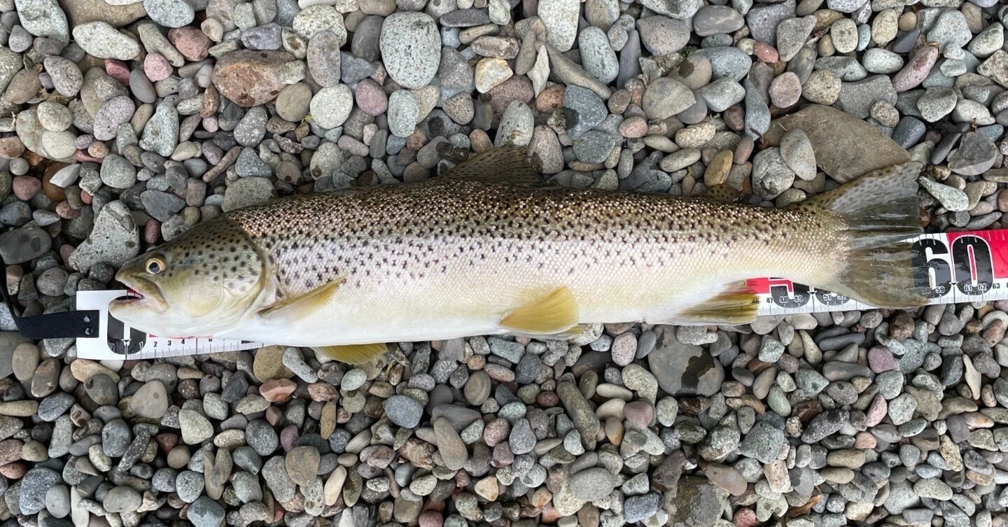 4.【支笏湖で釣れるのか？】ブラウントラウト 58cm 24.5.10｜【支笏湖