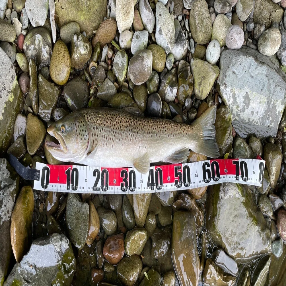 5. 【支笏湖で釣れるのか？】 ブラウントラウト 63cm 24.5.26
