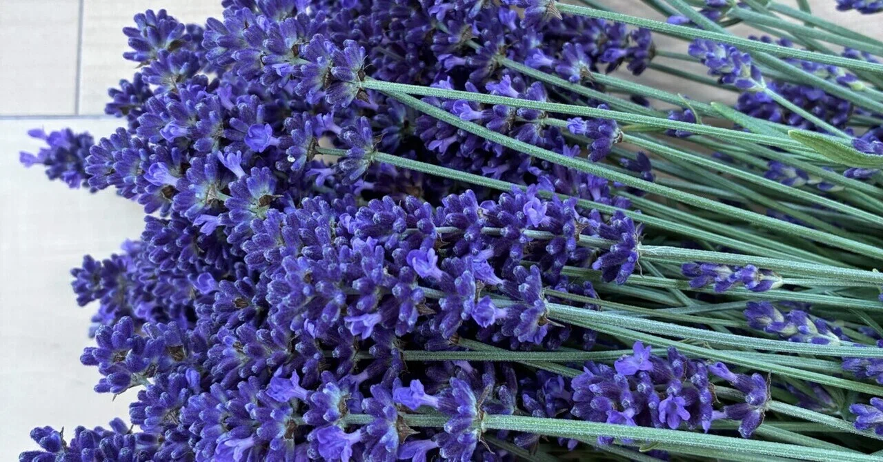 ラベンダーの収穫が始まりました｜東北で田舎暮らし