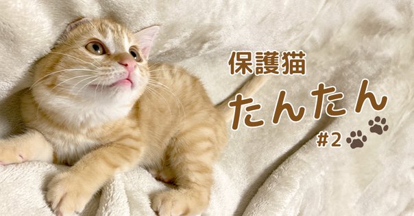猫A 最終値下げしました！ 地下の隔離都市から脱出した猫-Stray#7（終） - YouTube