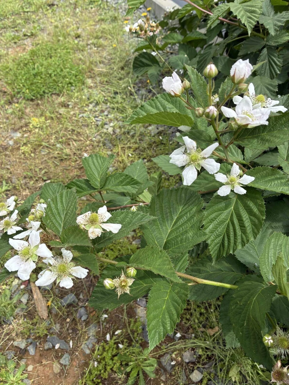 ラベンダーの収穫が始まりました｜東北で田舎暮らし