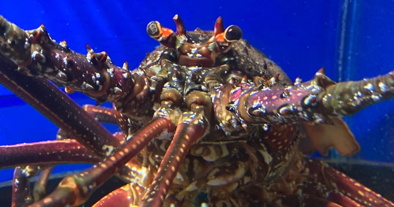 イセエビ類《展示動物解説》｜桂浜水族館 公式