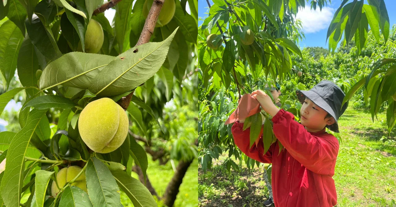 Peach Growth Report #June 2025｜クニミノマド オーナー制度