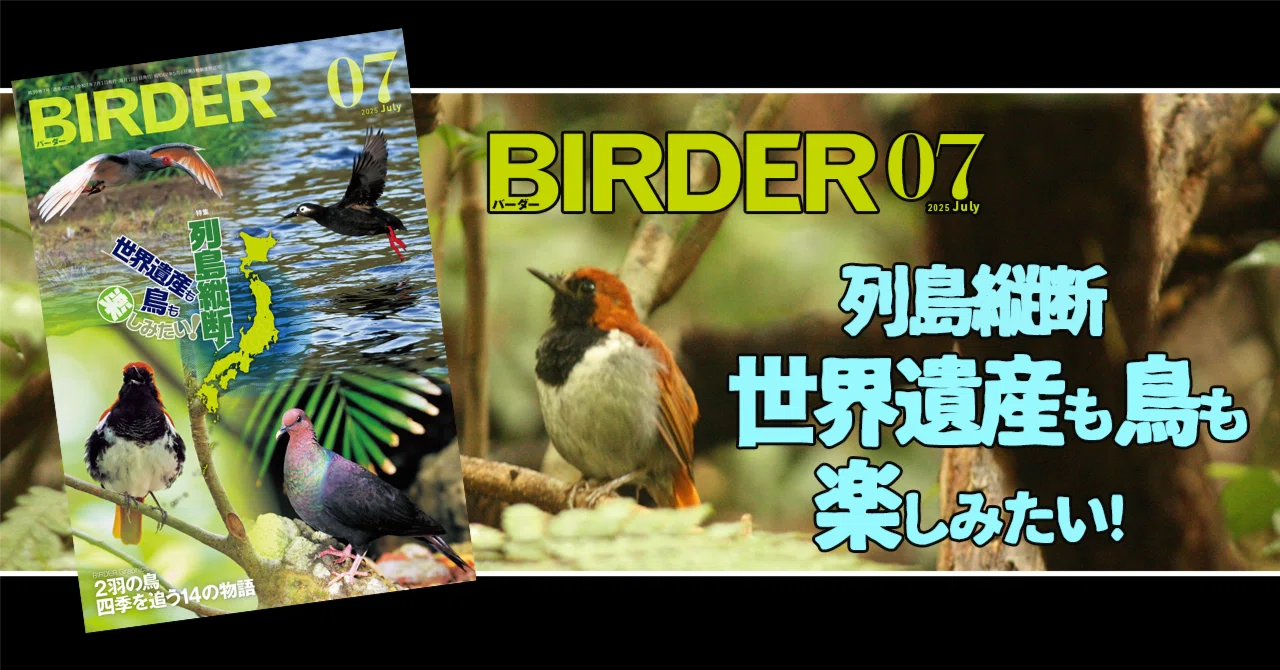 BIRDER7月号の見どころ｜ブンイチ（文一総合出版）