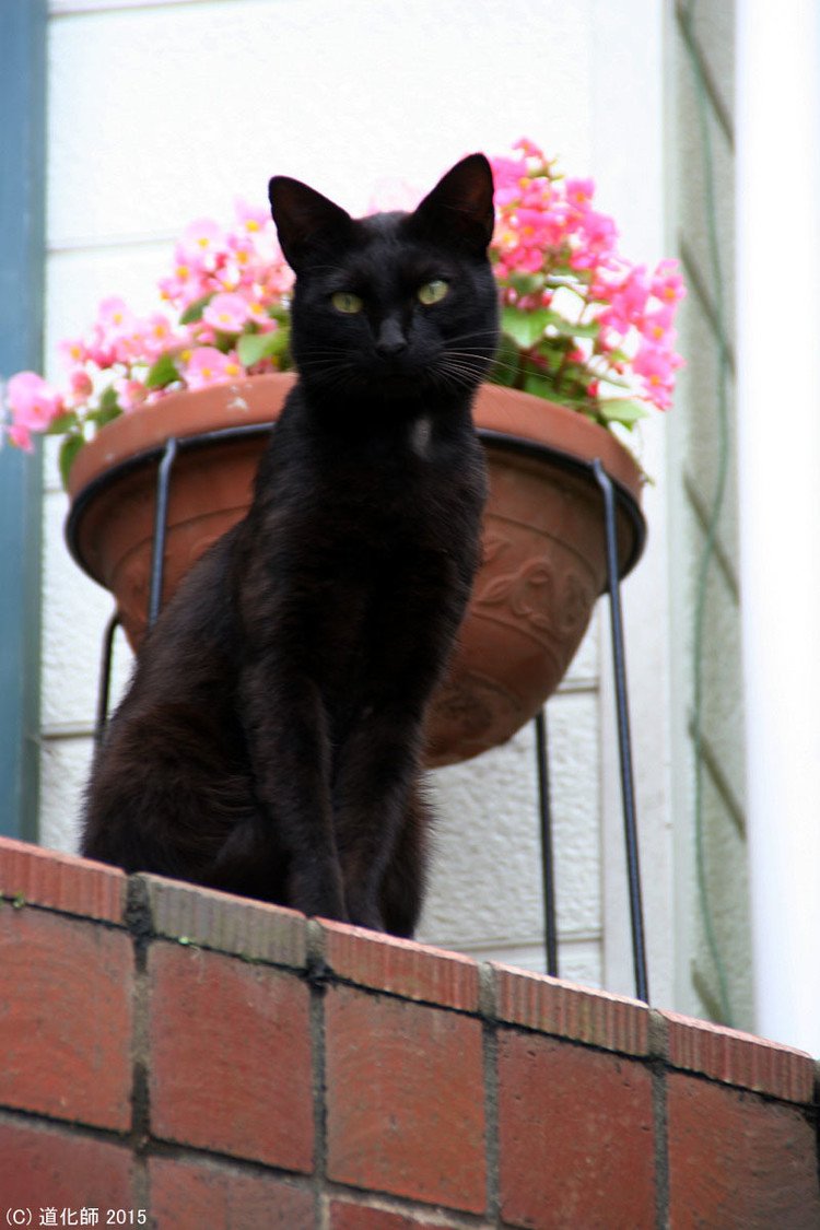 Stray cat 184 #cat #猫 #ねこ #ネコ #モデル立ち #黒猫