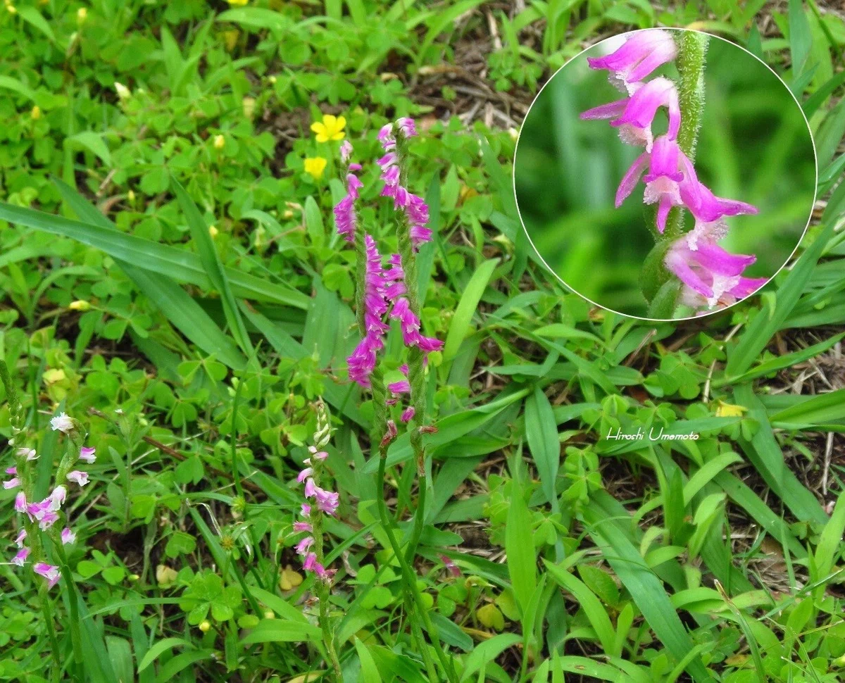 ネジバナ（捩花）Spiranthes sinensis var. amoen…｜ume_hiro