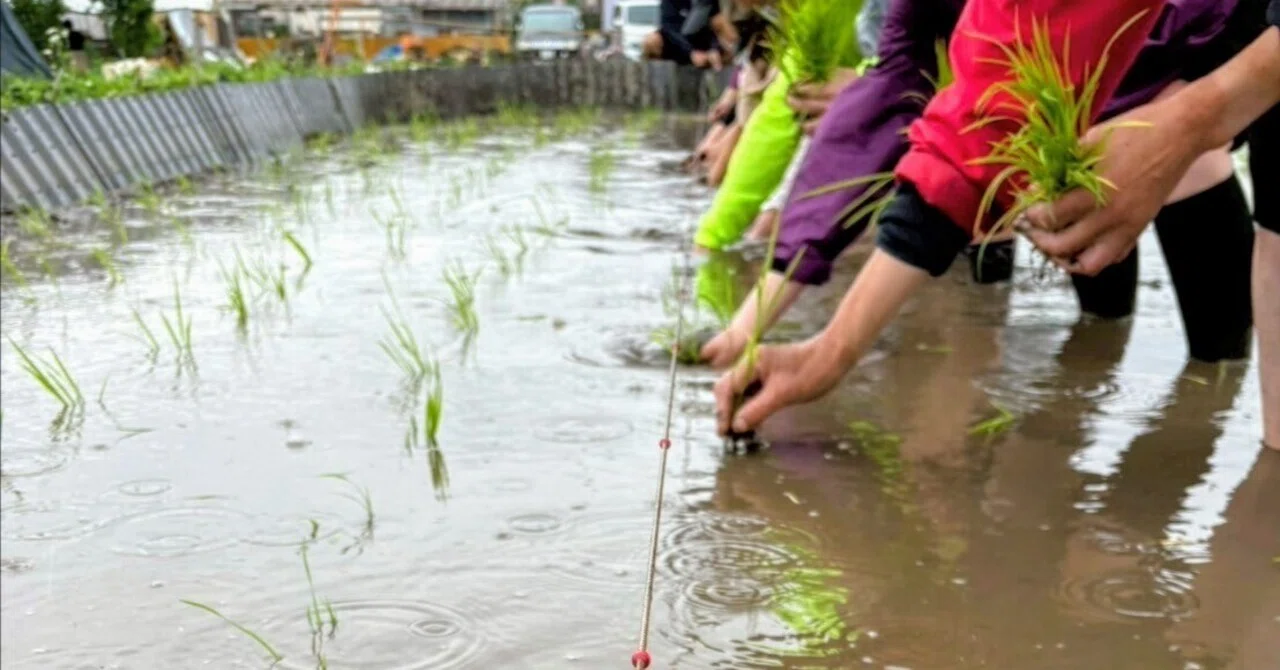 はじめてのお米作り＊田植え編｜あんず雨🌼食と身体と精神の探求者