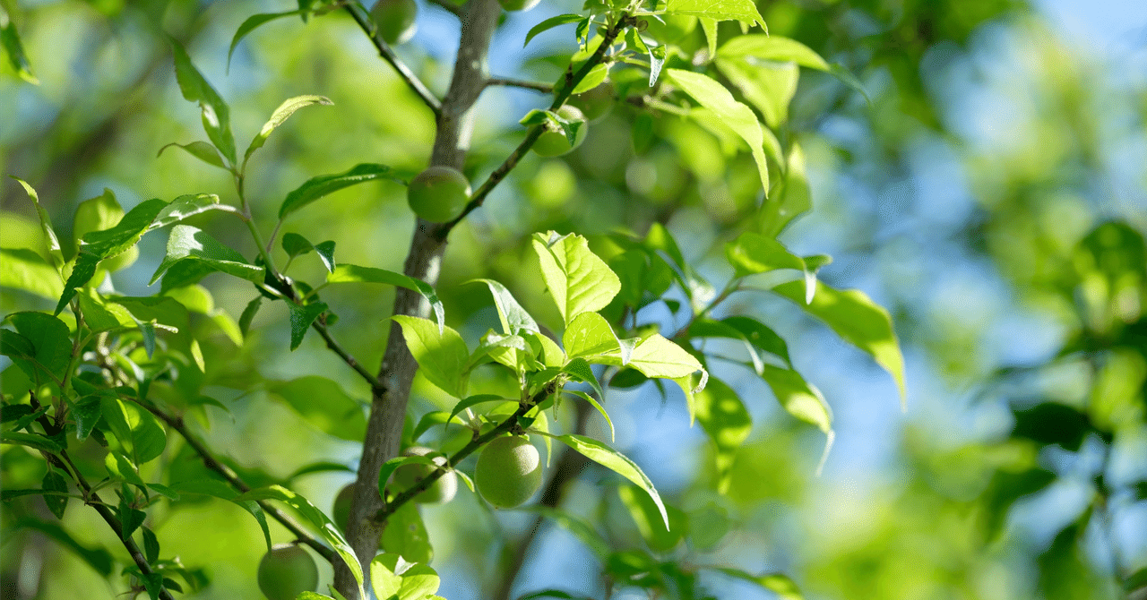 昆虫学者が長年あこがれ続けた砂漠のヒーロー甲虫｜とんでもない