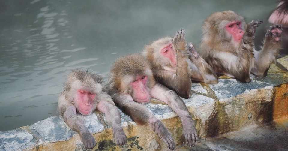 ノルウェー語 生き物の名前 なっちゃん 語学アカウント Note英語部
