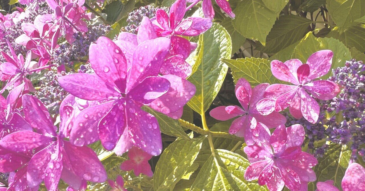 【在庫あり/即出荷可】 移ろいの美に気づく朝 紫陽花と徒然草」｜野宮千代 焼酎