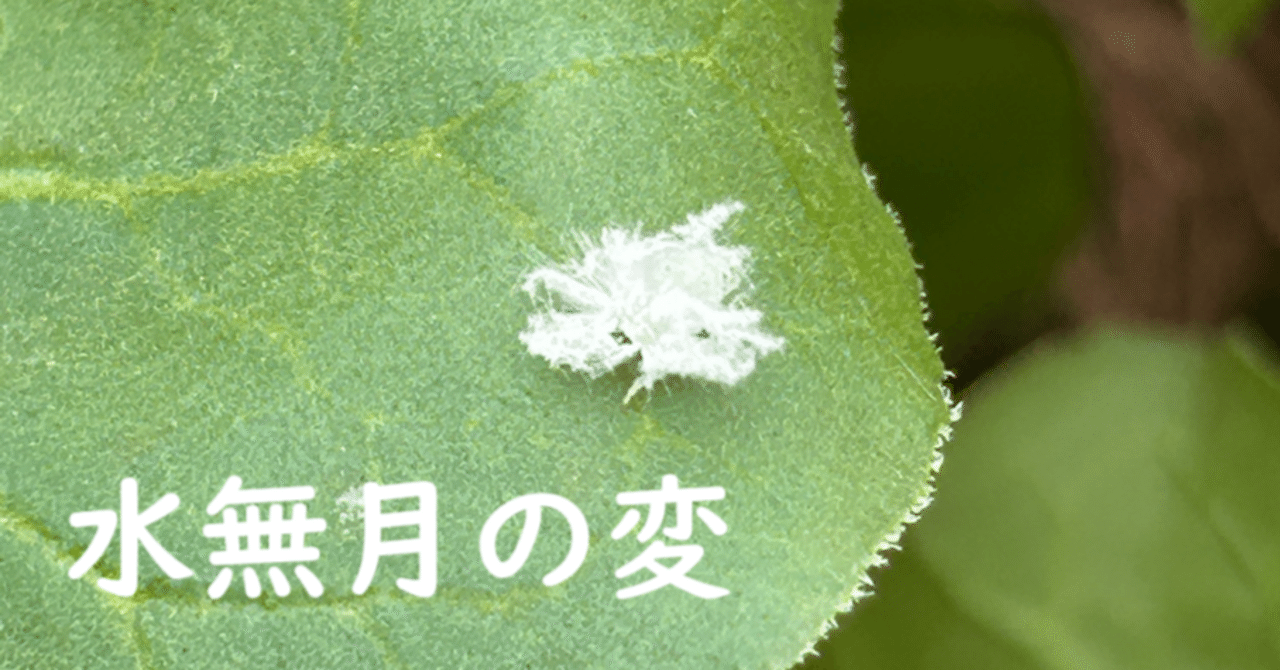 アオバハゴロモか？ 大発生 訂正記事｜【公式】町田里山農の会