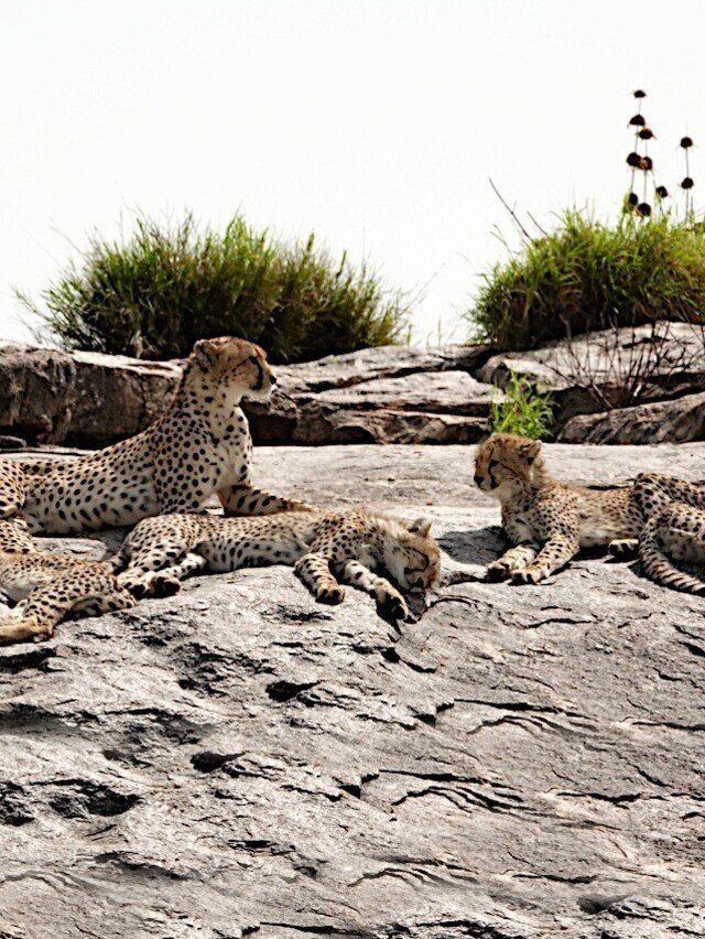 武田ちょっこ＊まるまるサファリの本｜note