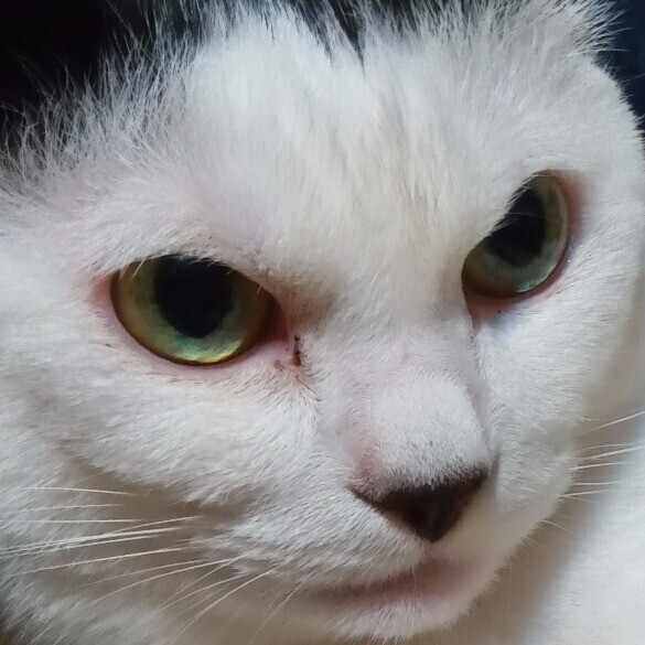 シューベルト、『トゥーレの王』 Der König in Thule (D 367, Op.5-5