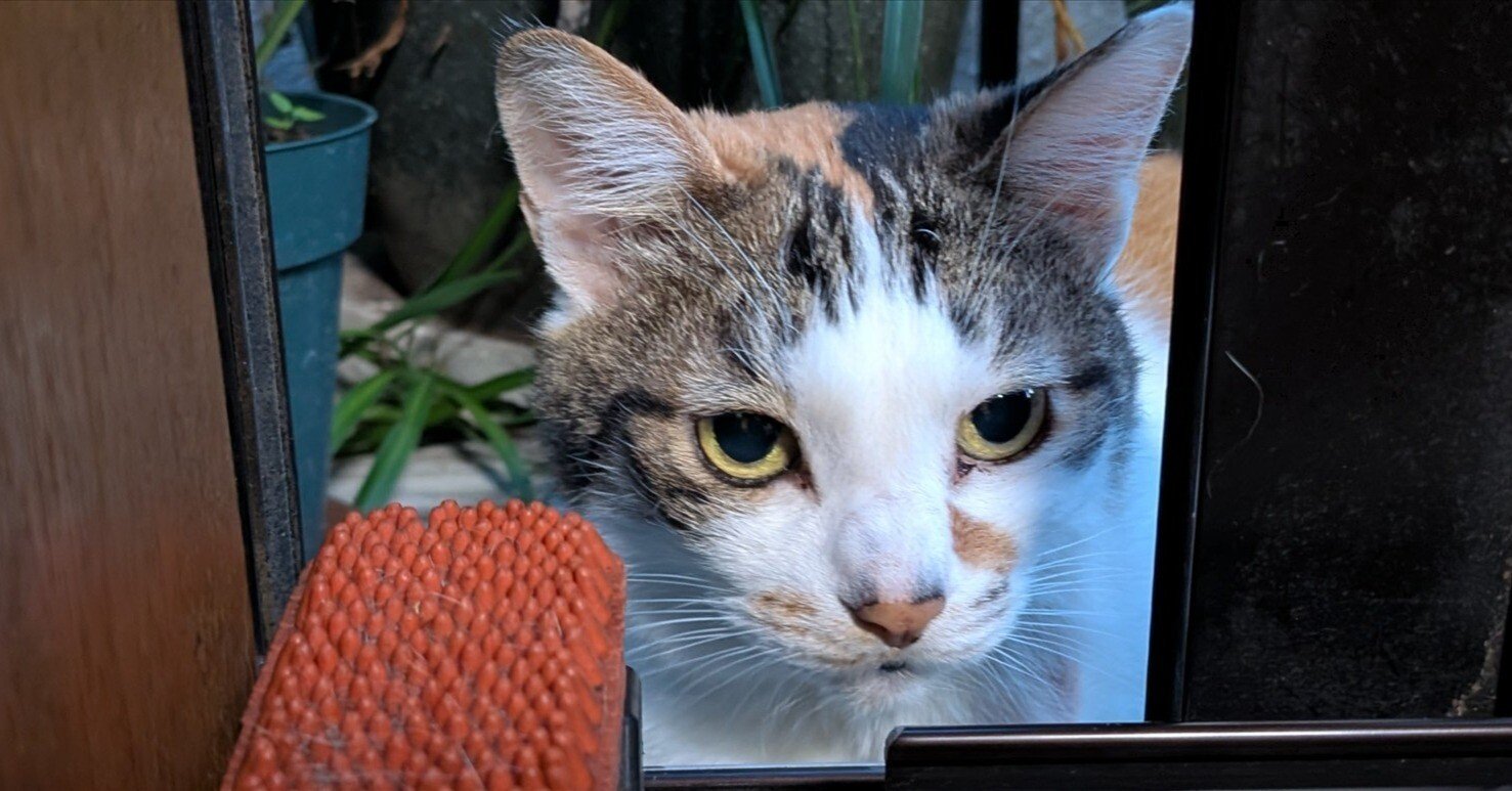 ねこぶ」2025年6月16日の日記｜品田遊（ダ・ヴィンチ・恐山）