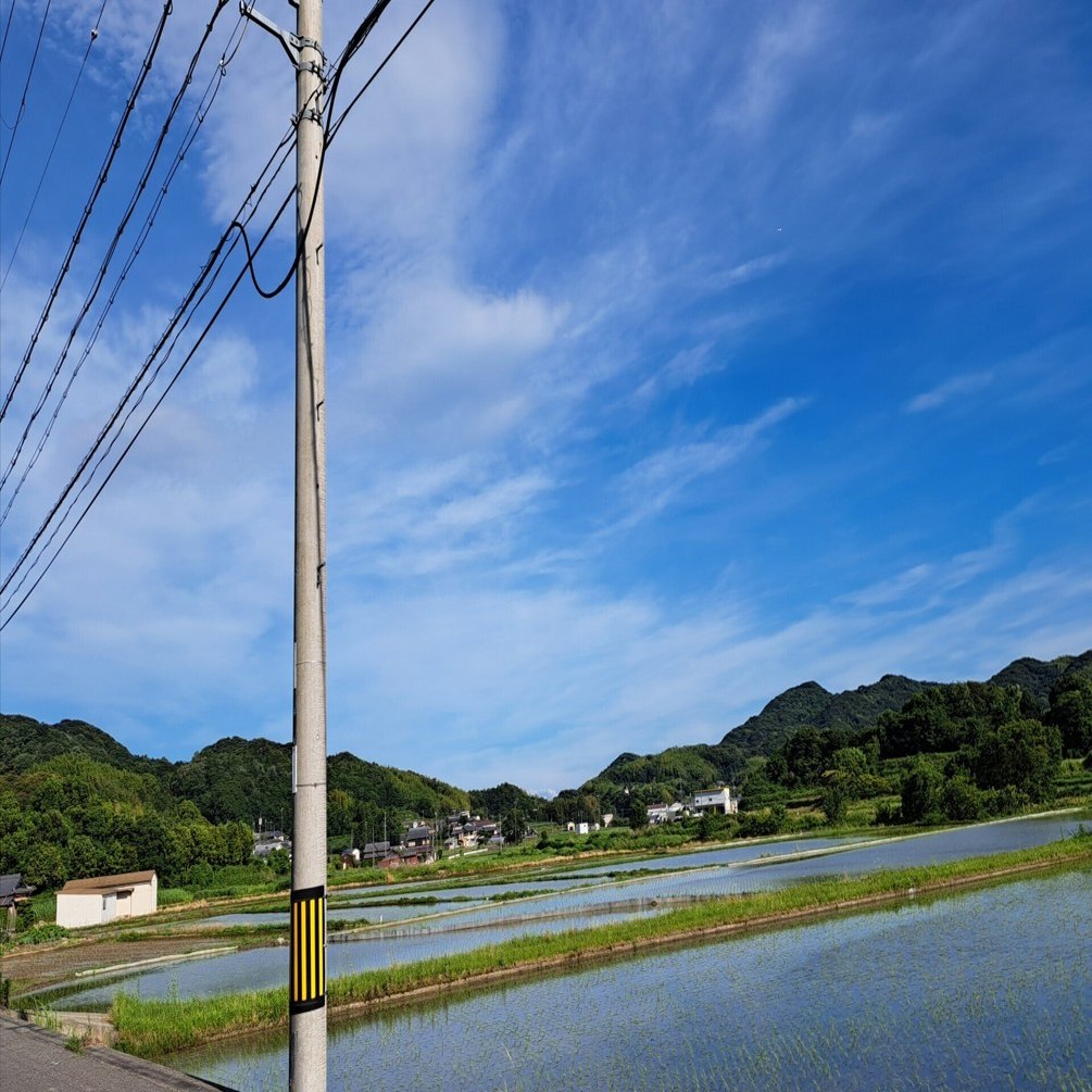 水田風景④｜光守氏天貴（ひがしあき)