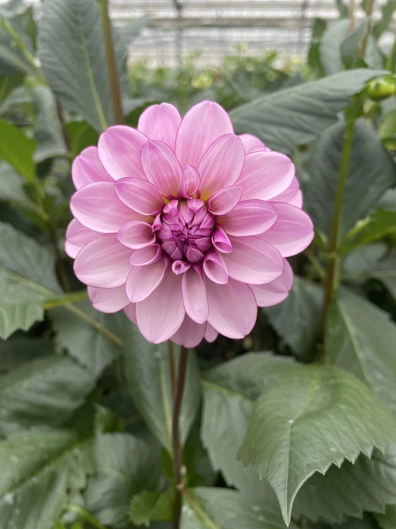 タカセ花園のダリア図鑑vol.4｜ムーンストーン、アメジストオーブ