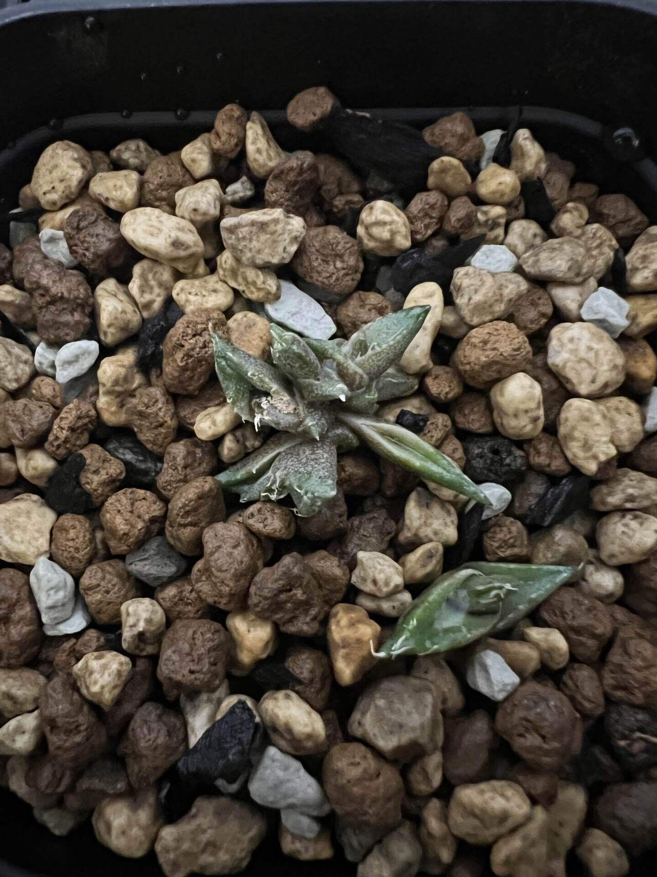 アガベ沼に落ちた話33｜mare_agave