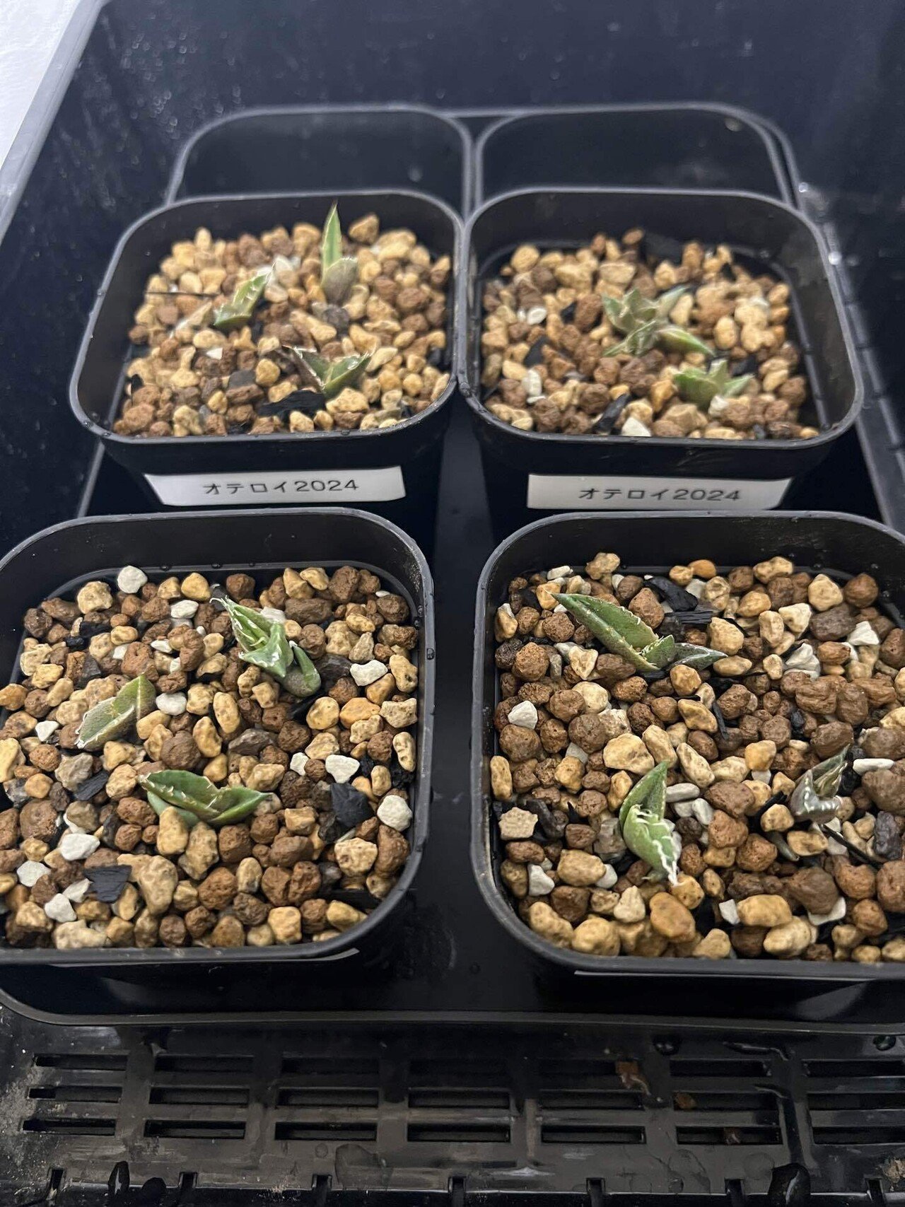 アガベ沼に落ちた話33｜mare_agave