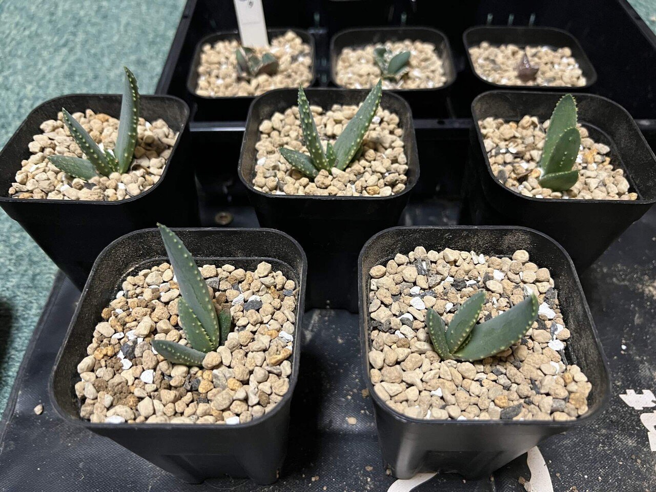 アガベ沼に落ちた話33｜mare_agave