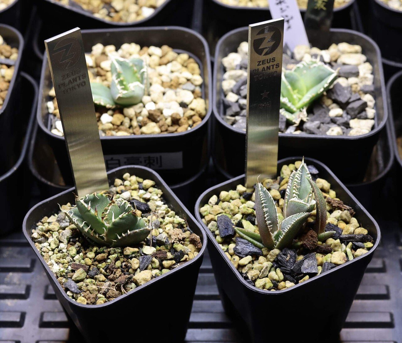 アガベ沼 アガベ沼に落ちた話33｜mare_agave