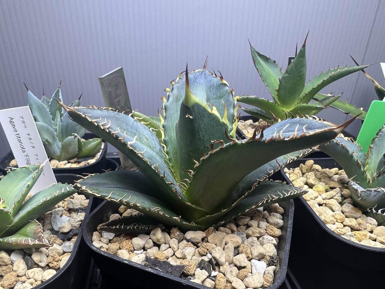 アガベ沼 アガベ沼に落ちた話33｜mare_agave