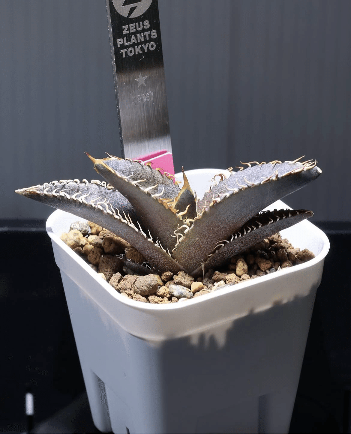 アガベ沼に落ちた話33｜mare_agave