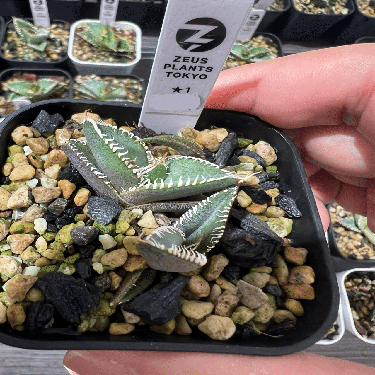 アガベ沼に落ちた話33｜mare_agave