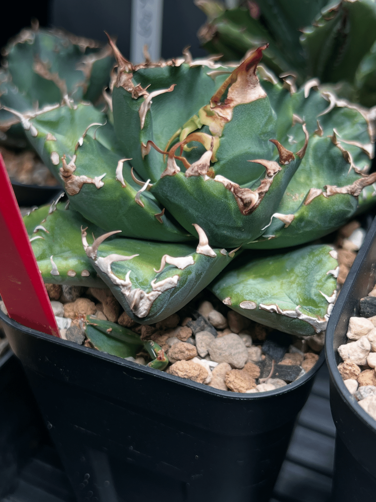 アガベ沼 アガベ沼に落ちた話33｜mare_agave