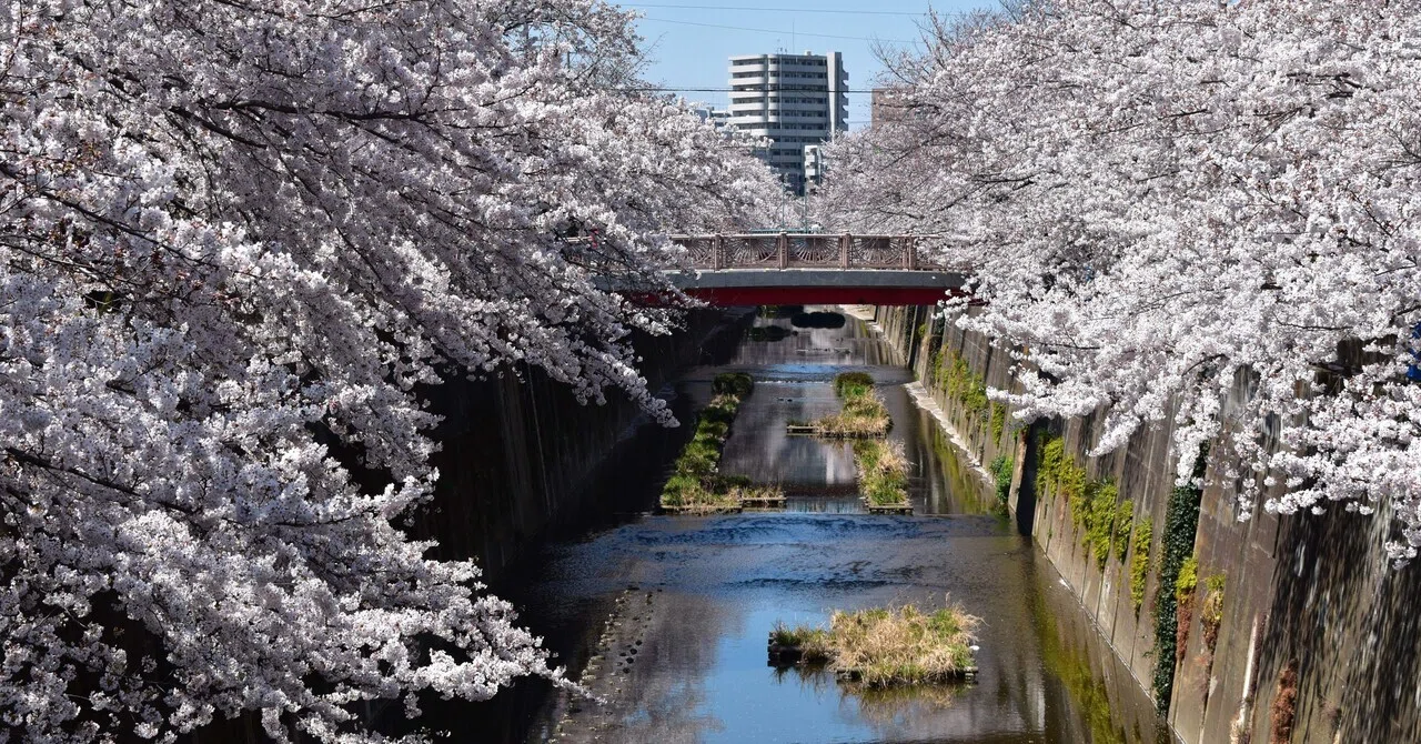 石神井川の桜並木 / Cherry blossom trees along the Shakujii River