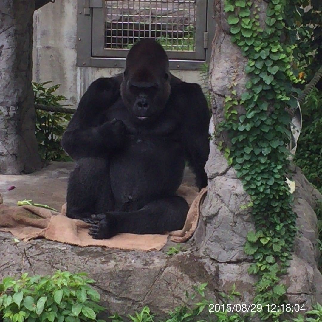 福岡市動物園 たなか ま Note