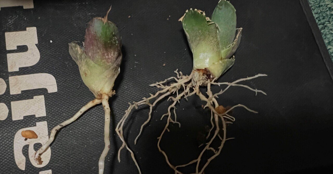 アガベ沼 Agave Titanota surf002 from @surf.is.high 僕が初めてサーフ