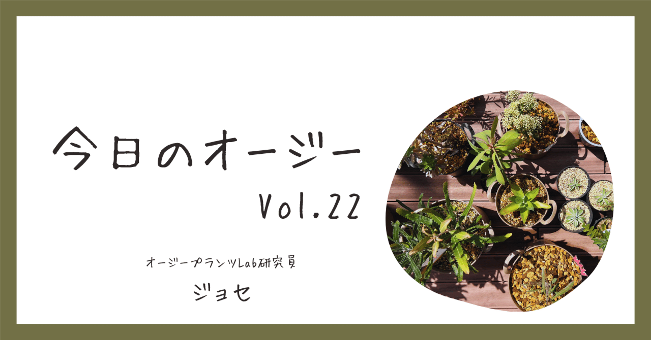 今日のオージー｜新芽続々！葉が魅力のアカシア・ボールマニー｜ジョセ