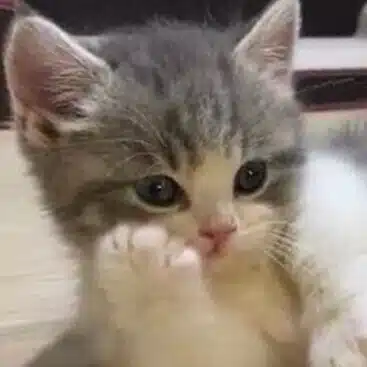 みゆね