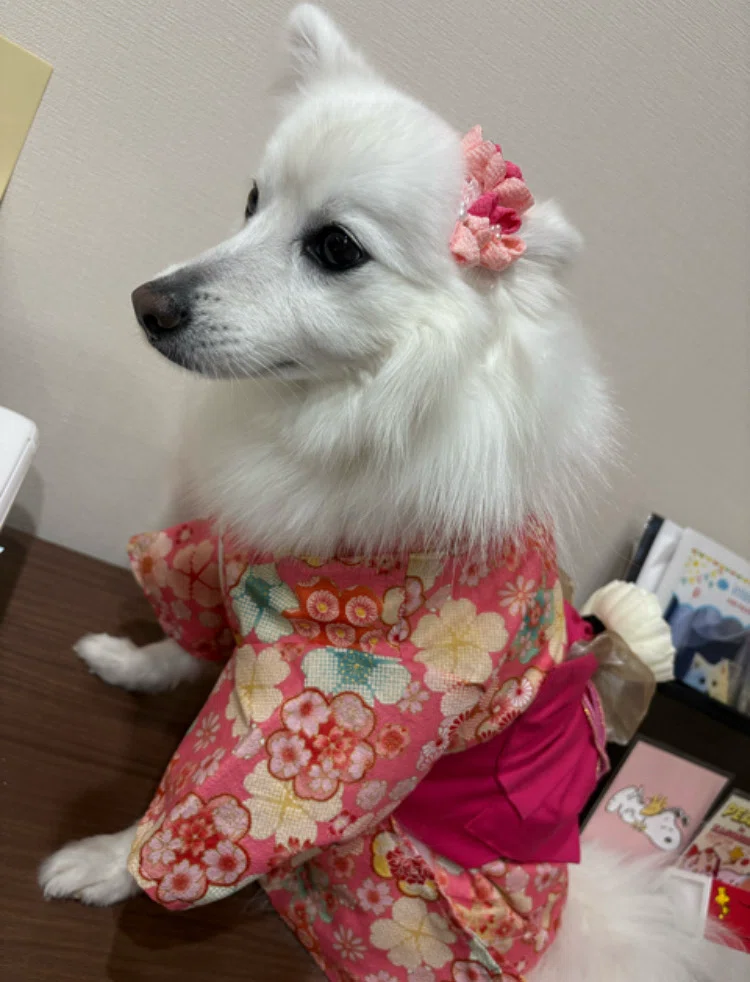 犬 振袖 犬の着物・振袖 猫の着物・振袖 人間と同じ布地を使っ