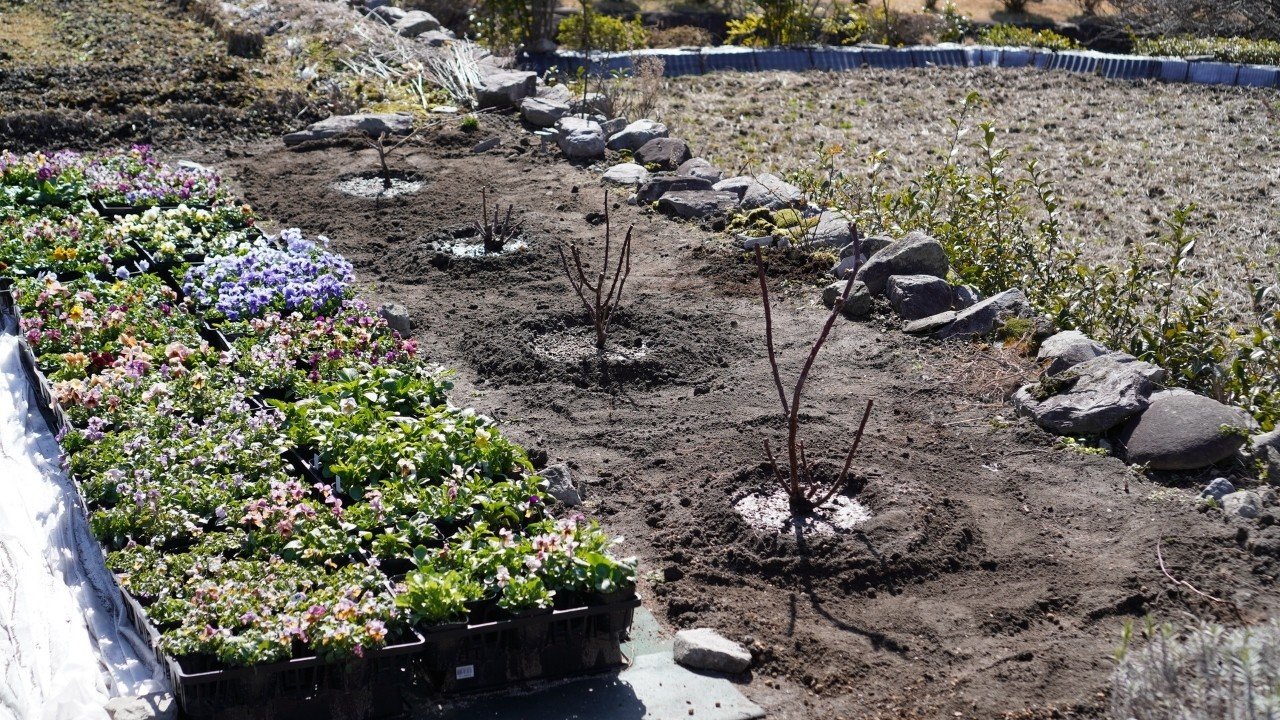 今日の畑しごと バラの地植え ゆかこ Note