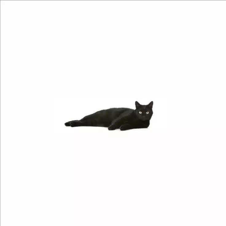 うずきねこ