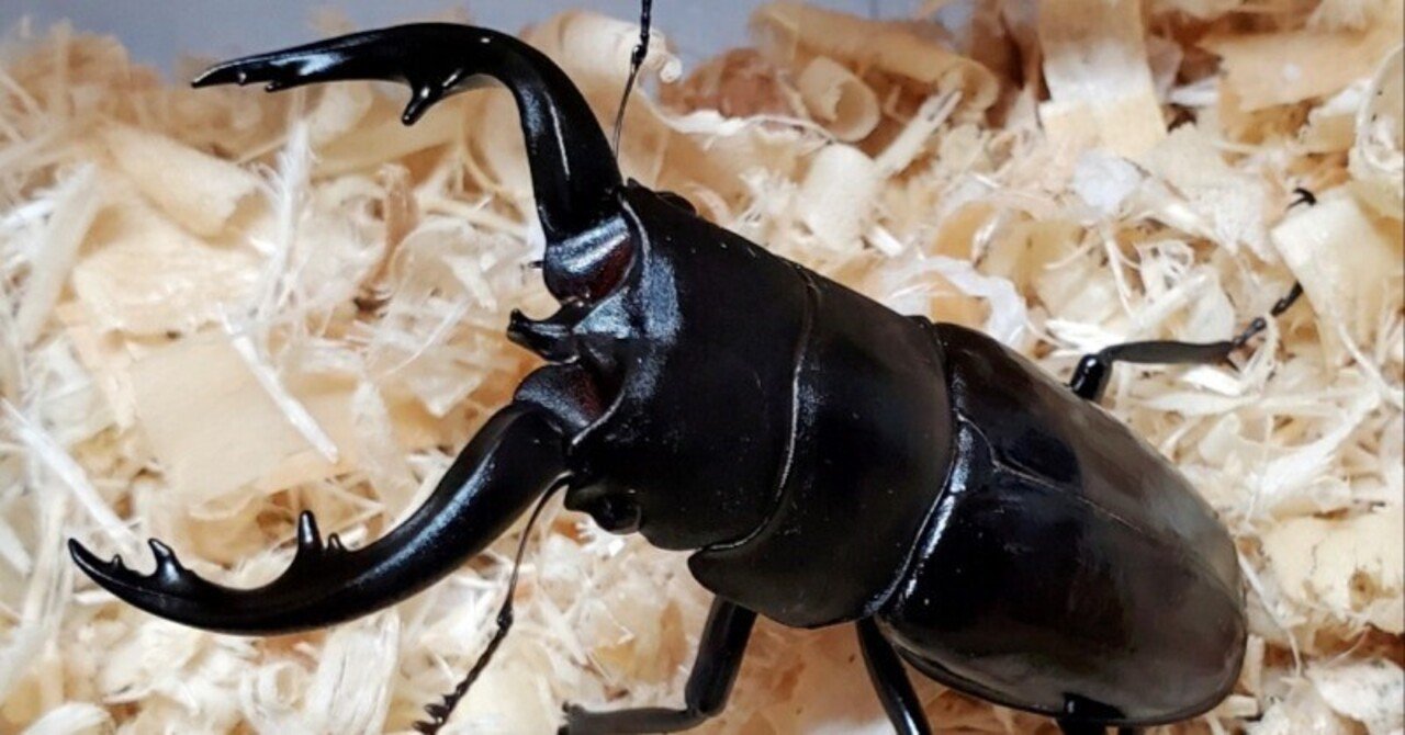 WD】奄美大島北部産 アマミノコギリクワガタの飼育記録【2019～2022