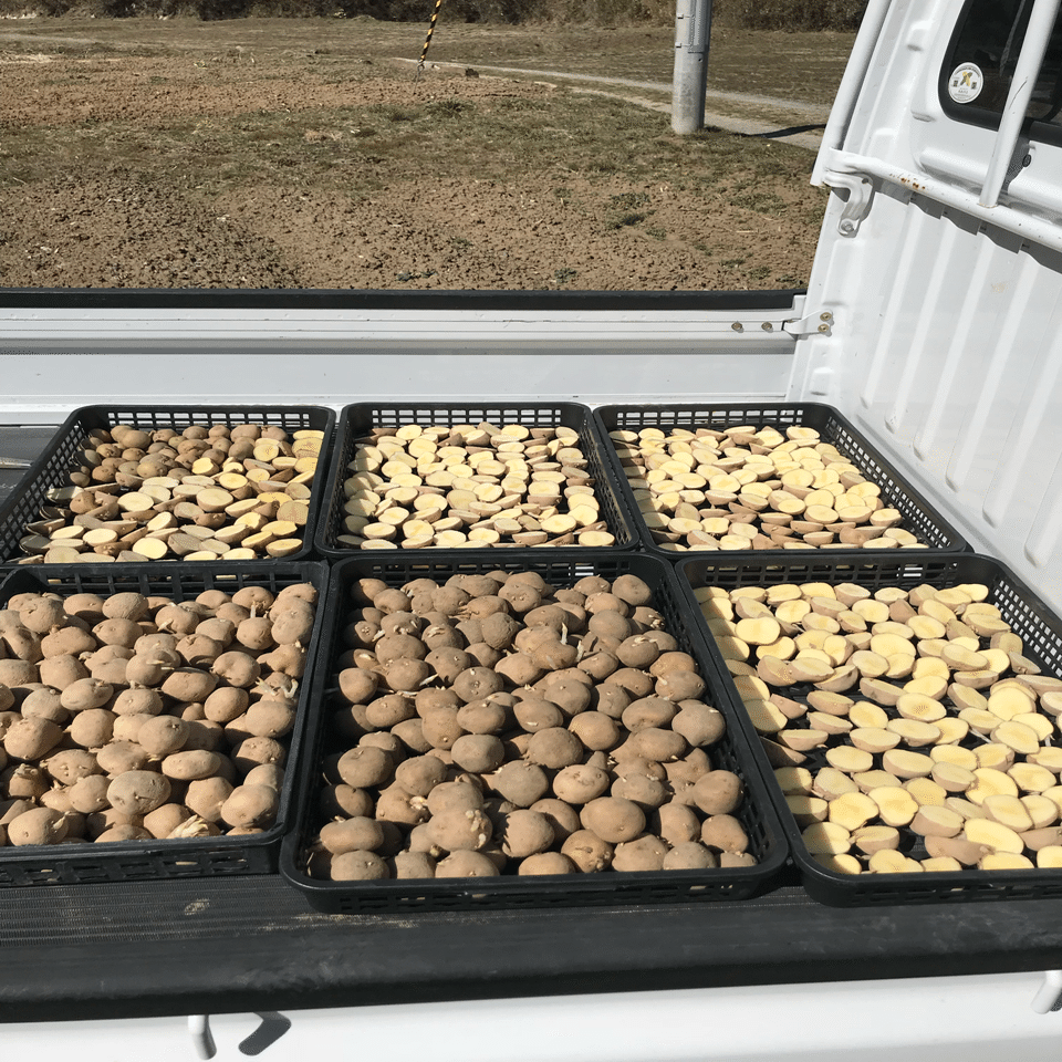 ジャガイモの栽培法｜MUNA_FARM 無農薬自給自足