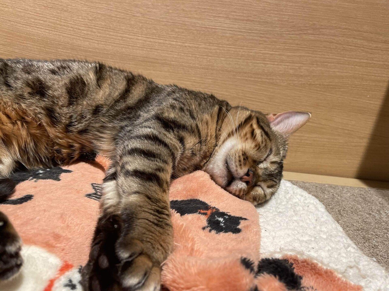 ヘアアイロン4種レビュー|絹女|クレイツ|サロニア|クレイツ｜佑