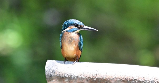 鳥運が悪くてもメジロ君がかわいいから野鳥撮影はやめられない