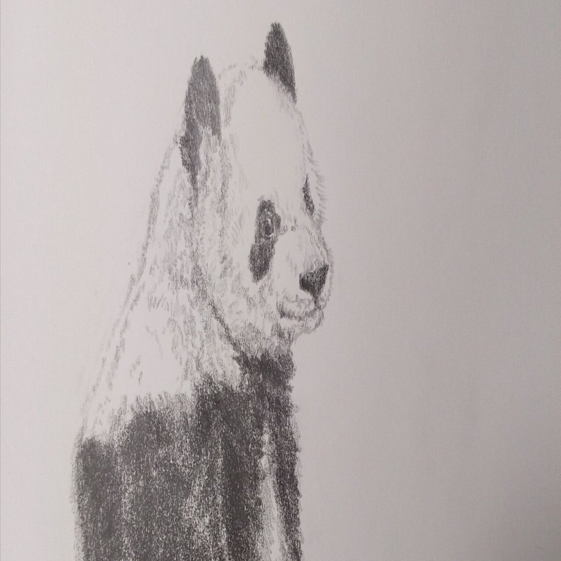 パンダデッサン練習第8週 6/15-6/21｜こひろ@こぎん刺しのテディベア